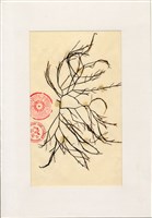 藏品(南極海藻)的圖片